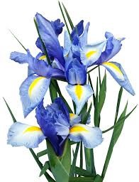 Iris flower