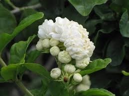 Jasmine flower